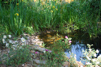 Naturgarten in Heidenrod - naturnah angelegter Teich