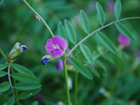 090531_Sh3_Vicia_ang2.jpg