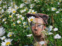 090609_Weisel_Margerfrau_31.jpg
