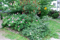 Naturnaher familienfreundlicher Hausgarten in Frankfurt-Seckbach - Rosenwall
