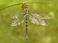 trz_090611_Libelle_0003.jpg