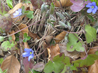 080328_Leberbluem_13.jpg