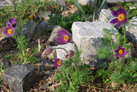 090413_Pulsatilla_09.jpg