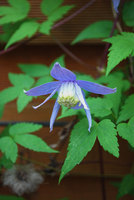 090422_Karl17_Clematis_07.jpg