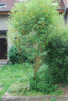 Naturnaher familienfreundlicher Hausgarten in Frankfurt-Seckbach - Blasenstrauch