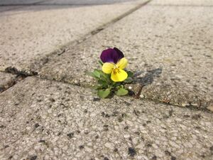 Stiefmuetterchen in Beton