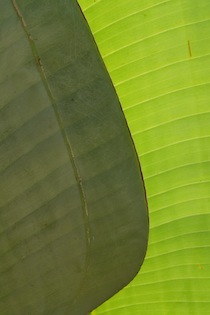 GEDSP1050450