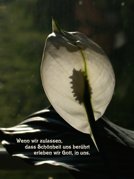 DSCN1725spruch