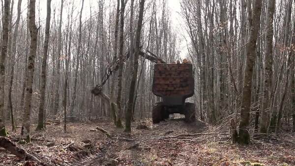 Wichtiges Klimaschutz-Holz wird aus dem Wald geholt Wichtiges Klimaschutz-Holz wird aus dem Wald geholt