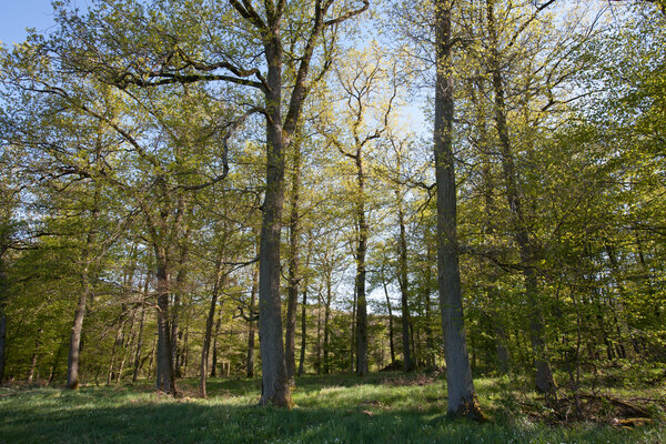 Waldbegehung Liegenschaft der geplanten Grillkohle-Fabrik bei Huppert Waldbegehung Liegenschaft der geplanten Grillkohle-Fabrik bei Huppert