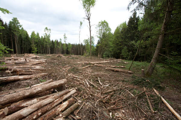 Rodung Waldstück geplante Carbonex Fabrik