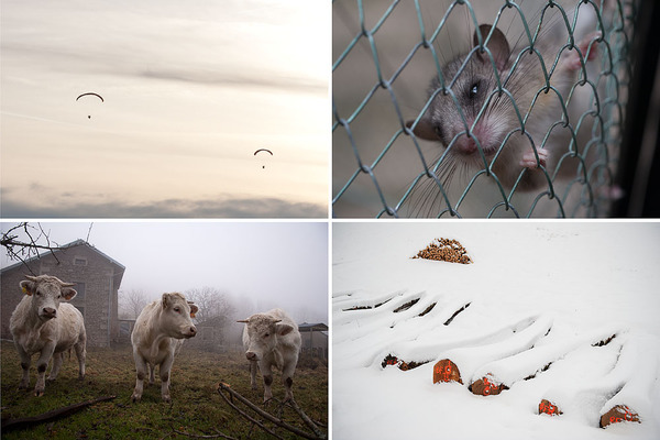Heaven and Earth 14_Tiere_Flieger_4er_Block.jpg