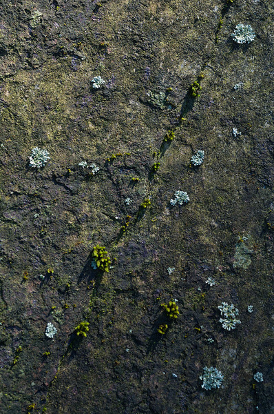 Lichen scenery 17_23110038.jpg