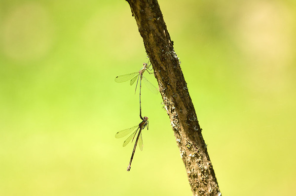 Dalliance of dragonflies 19_23720026.jpg