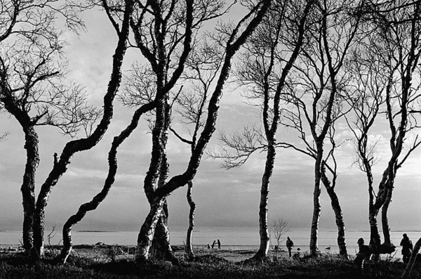 Tanzende Birken, Solowki-Inseln, Russland 2004 20101044.jpg