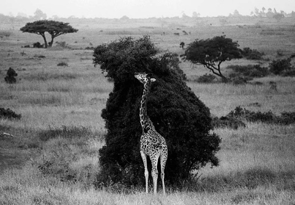 Nairobi-Nationalpark, Kenia 1989 95805244.jpg