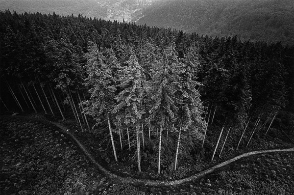 Rennsteig, Thüringen 1990 Rennsteig-Wald.jpg