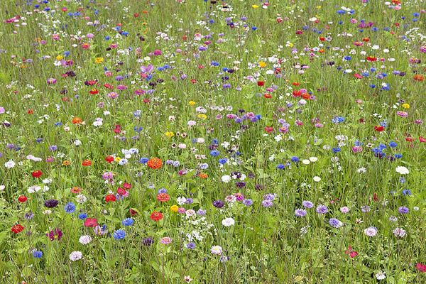 Blumenmeer, Frankreich 2008 24920028.jpg