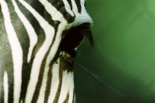 Zebraauge, Frankfurt/M. 2001 08-16100455.jpg