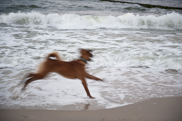 Hundsvergnügen an der Ostsee – Koserow 2013 31350047 1000p.jpg