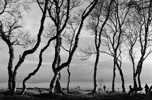 15. Tanzende Birken, Solowki-Inseln, Russland 15-20101044.jpg
