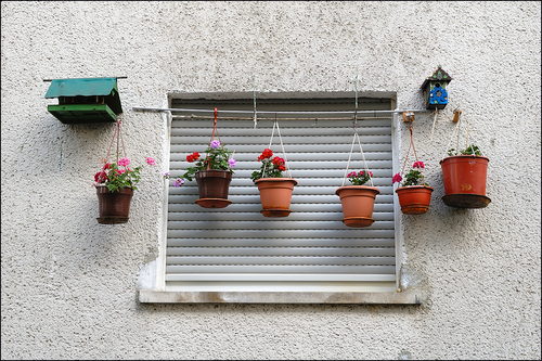 23 037 GeranienGirlande Mainz 1999