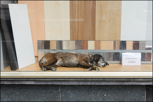 24 25 043 Schaufensterhund WI 2017