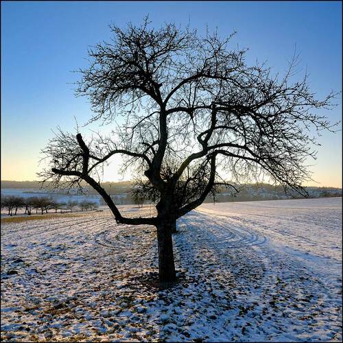 24 52 070 Winterbaum 2009