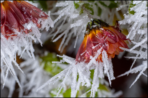 25 01 072 Eisblueten 2000