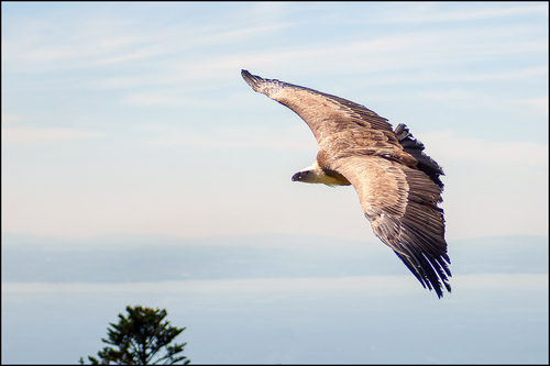 25 24 095 Weisskopfseeadler Pfaender 2007