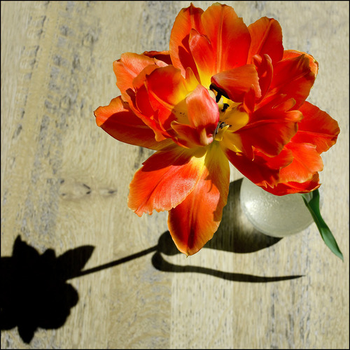 26 02 126Bluete 2016