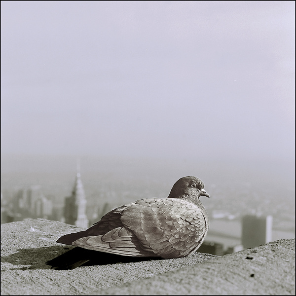 26 03 127 Taube Empire 1999