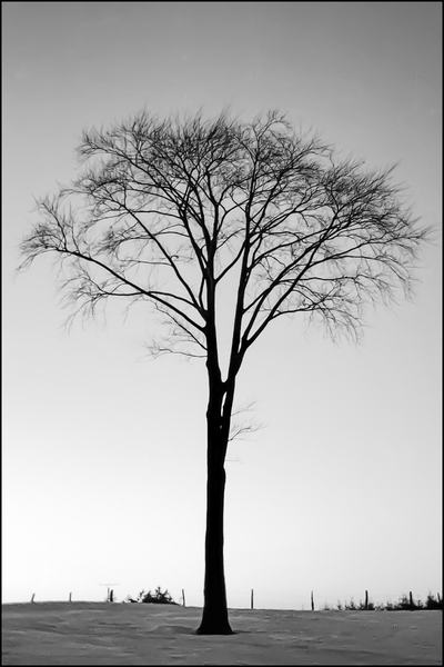  130 Winterbaum OberbergischesLand