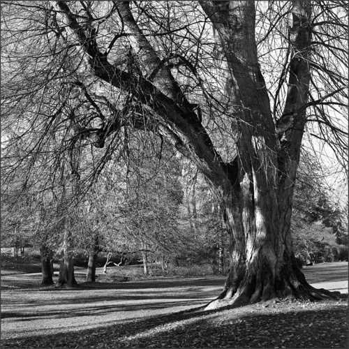  135 Wiesbaden Duererpark 2022